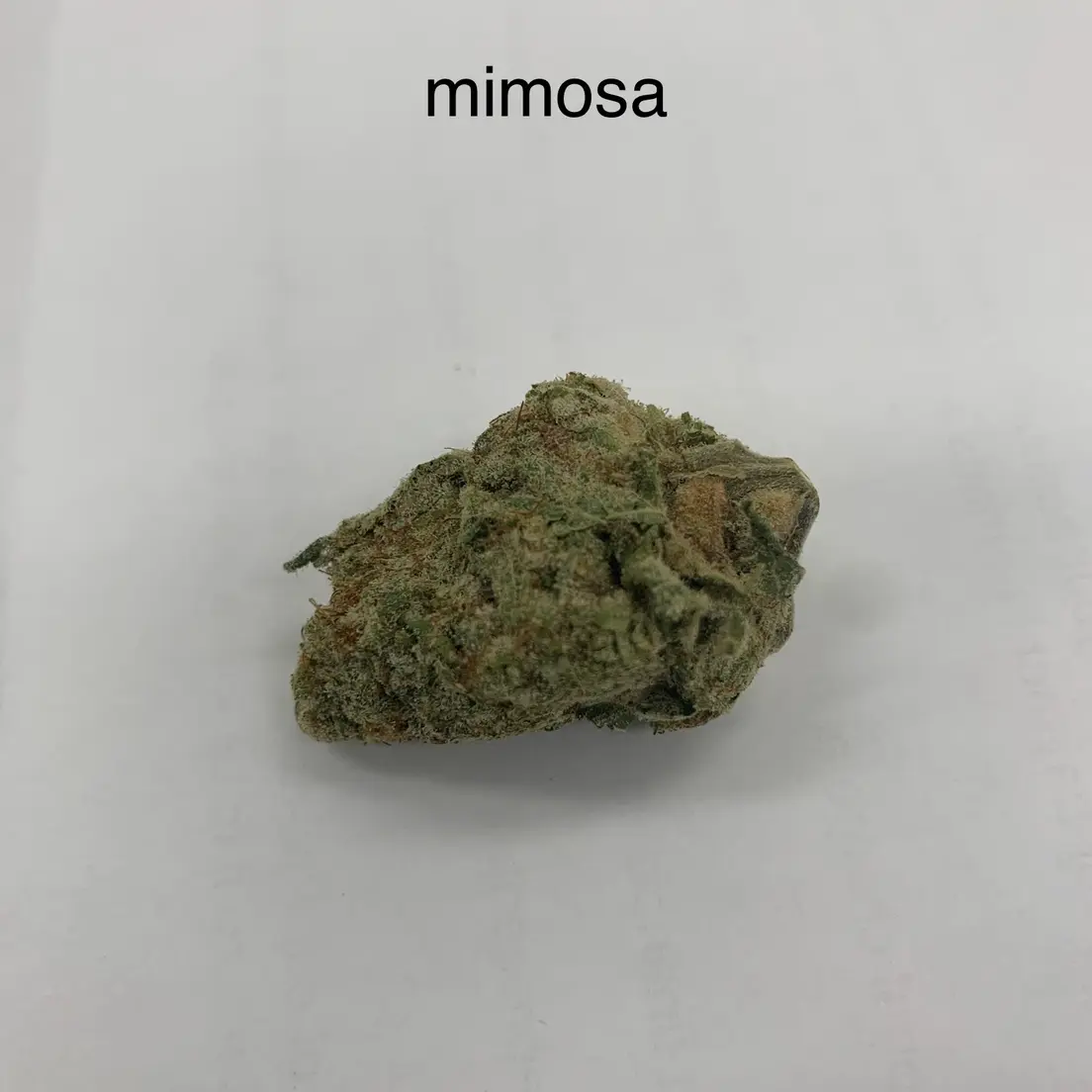 Mimosa