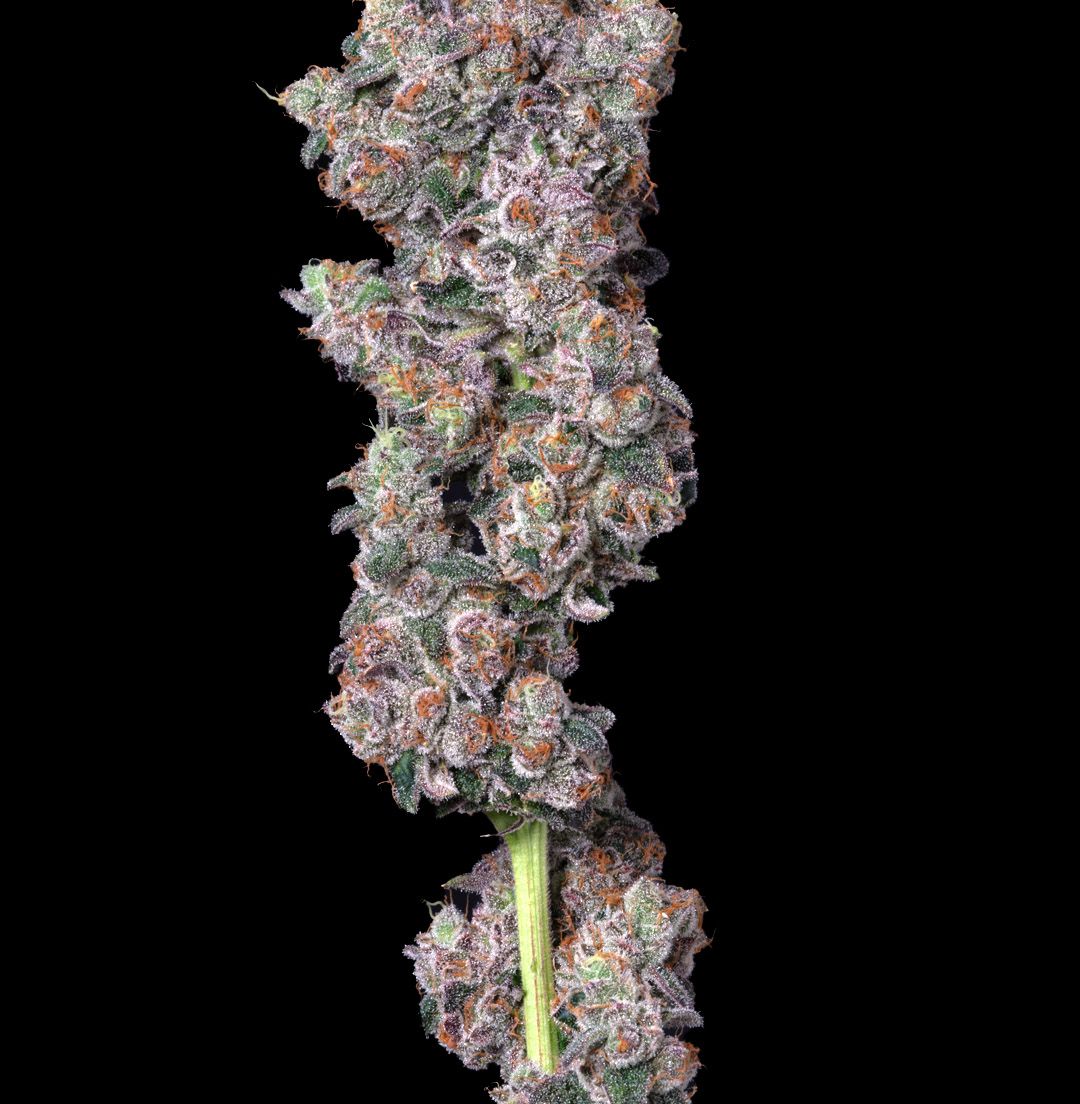Alt Sol | Vice City - Flower | 3.5g | Hybrid