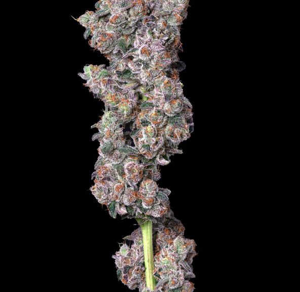 Alt Sol | Vice City - Flower | 3.5g | Hybrid