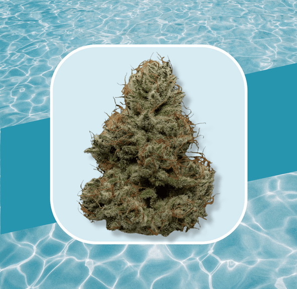 Albarino 3.5g Flower (@fireflyorganics)