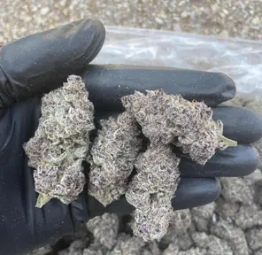 : Super Buff Cherry | Flower | Hybrid | Mediums