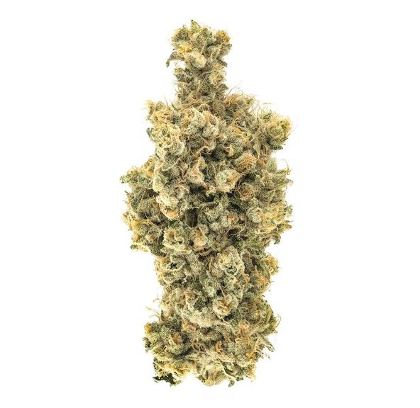 Caramel Apple Romulan