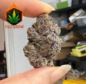 ? BLUEBERRY (Indica 80%) - Premium