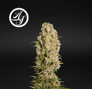 Alt Sol | Mazama’s Haze - Flower | 3.5g | Sativa-Hybrid