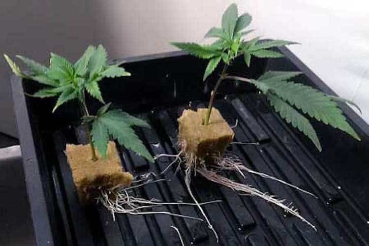 VHHC-Jet Fuel-Sativa Hybrid-Small Clones