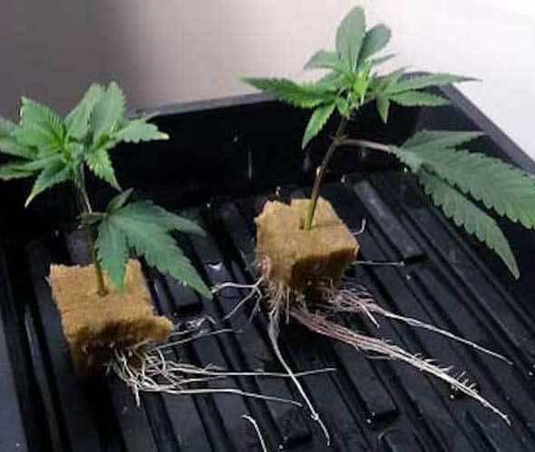 VHHC-Jet Fuel-Sativa Hybrid-Small Clones