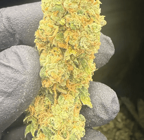 Hoka Haze (RCWM) - Apple Fritter, 3.5 grams