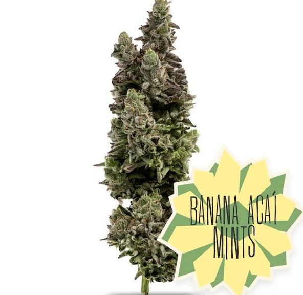 Flower-Banana Acai Mints