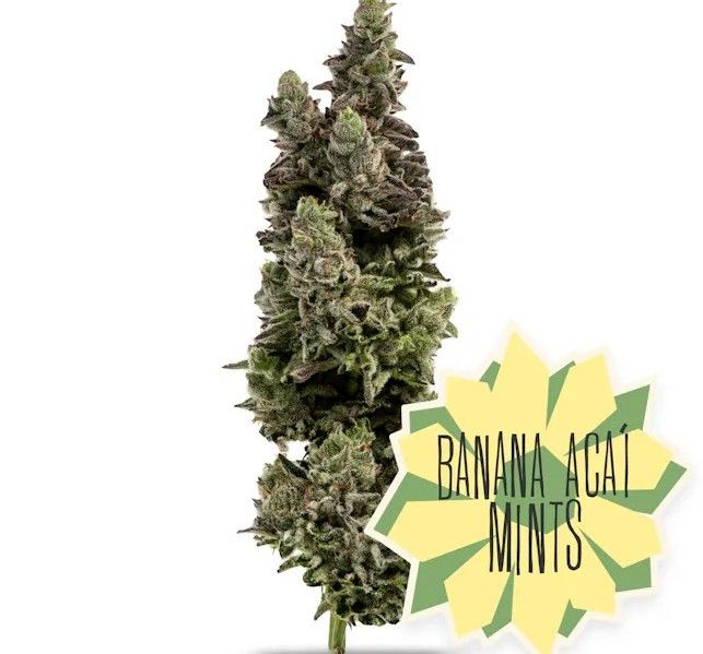 Flower-Banana Acai Mints