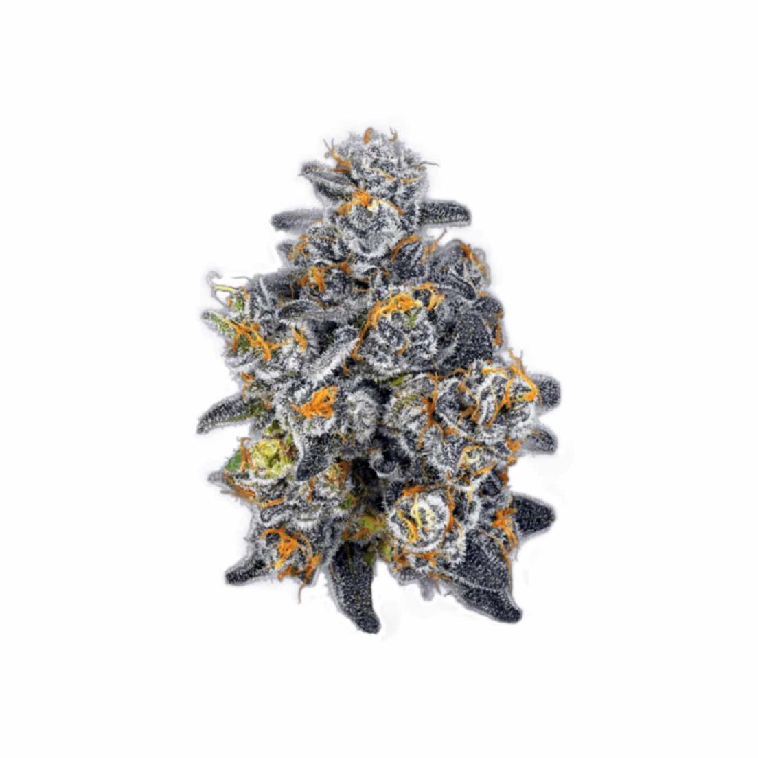 NuCannabis - Rainbow Runtz 7G - PREMIUM INDOOR FLOWER