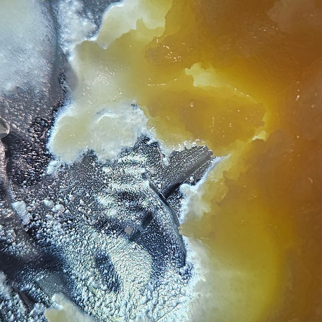 Dissolv - Dabs - Lemon Skittles - 1g