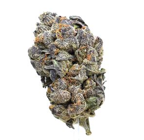 Golden Tiger | SALE!