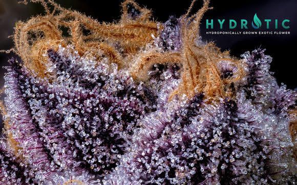 Hydrotic | Jokerz Candy | 4g |