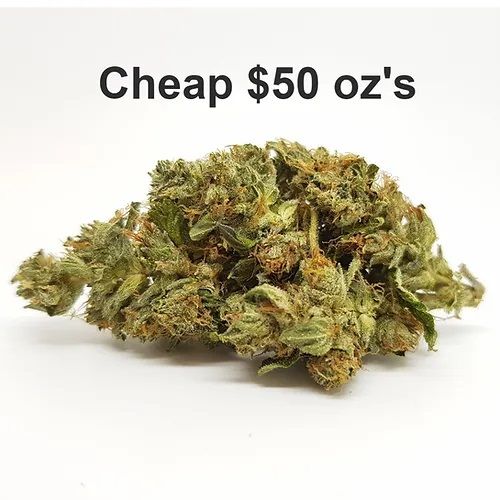 **WHITE SHARK** | $70/OZ