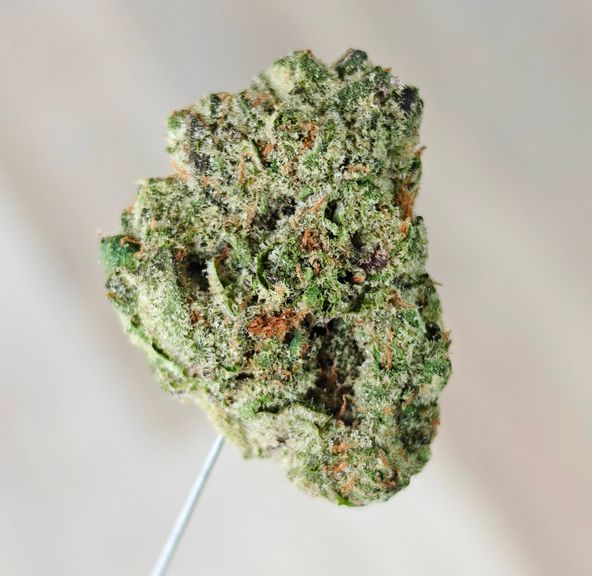 Maverick OG