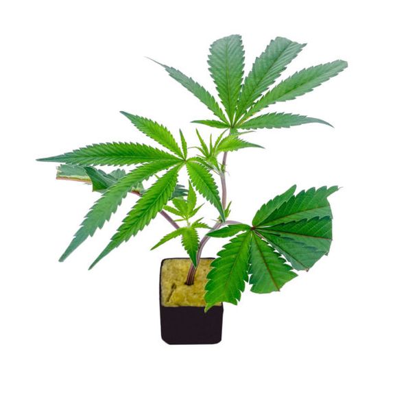 A. Clone Guy - Og Kush Clone