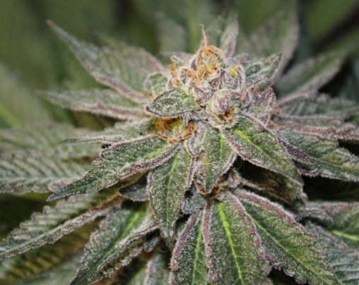 Alt Sol | Blue City Diesel | Flower | 3.5g | Indica-Hybrid
