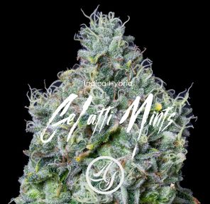 Alt Sol | Gelatti Mints - Flower | 3.5g | Indica-Hybrid
