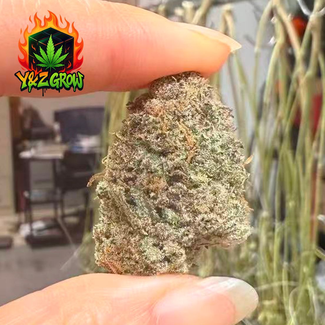 *NEW* Grape Ape (Indica 90%) - Premium
