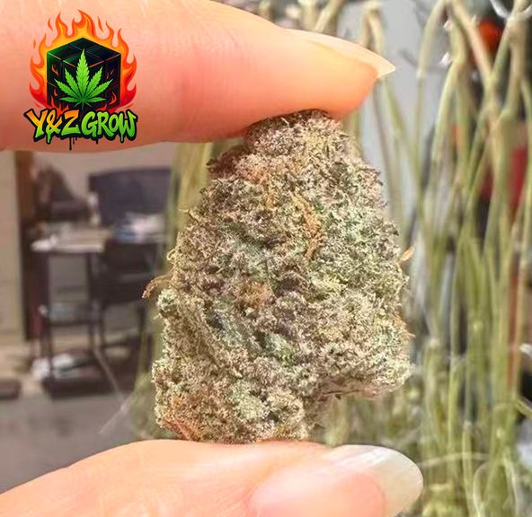 *NEW* Grape Ape (Indica 90%) - Premium