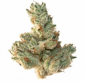 GORILLA GLUE #4 - 14G | INDOOR FLOWER