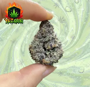 Weekly Special: Spritzer (HYBRID) - Premium