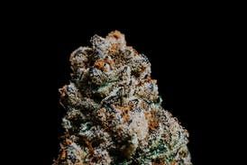 420 Kingdom - Runtz Smalls - 14G - 30.04% THC