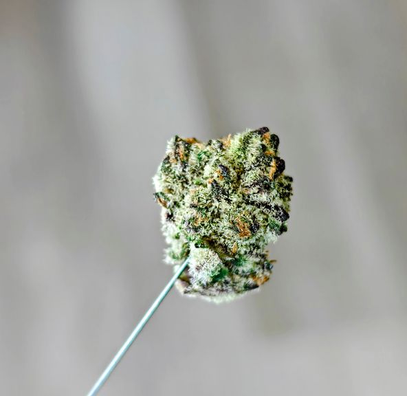 Spritzer 14g