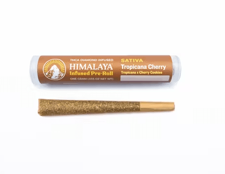Himalaya Infused Pre-roll Tropicana Cherry 1g