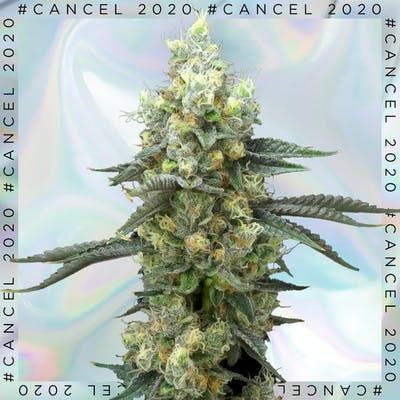 FloraCal Cancel2020 Peach Crescendo Prepackaged 1/8th DISPLAY