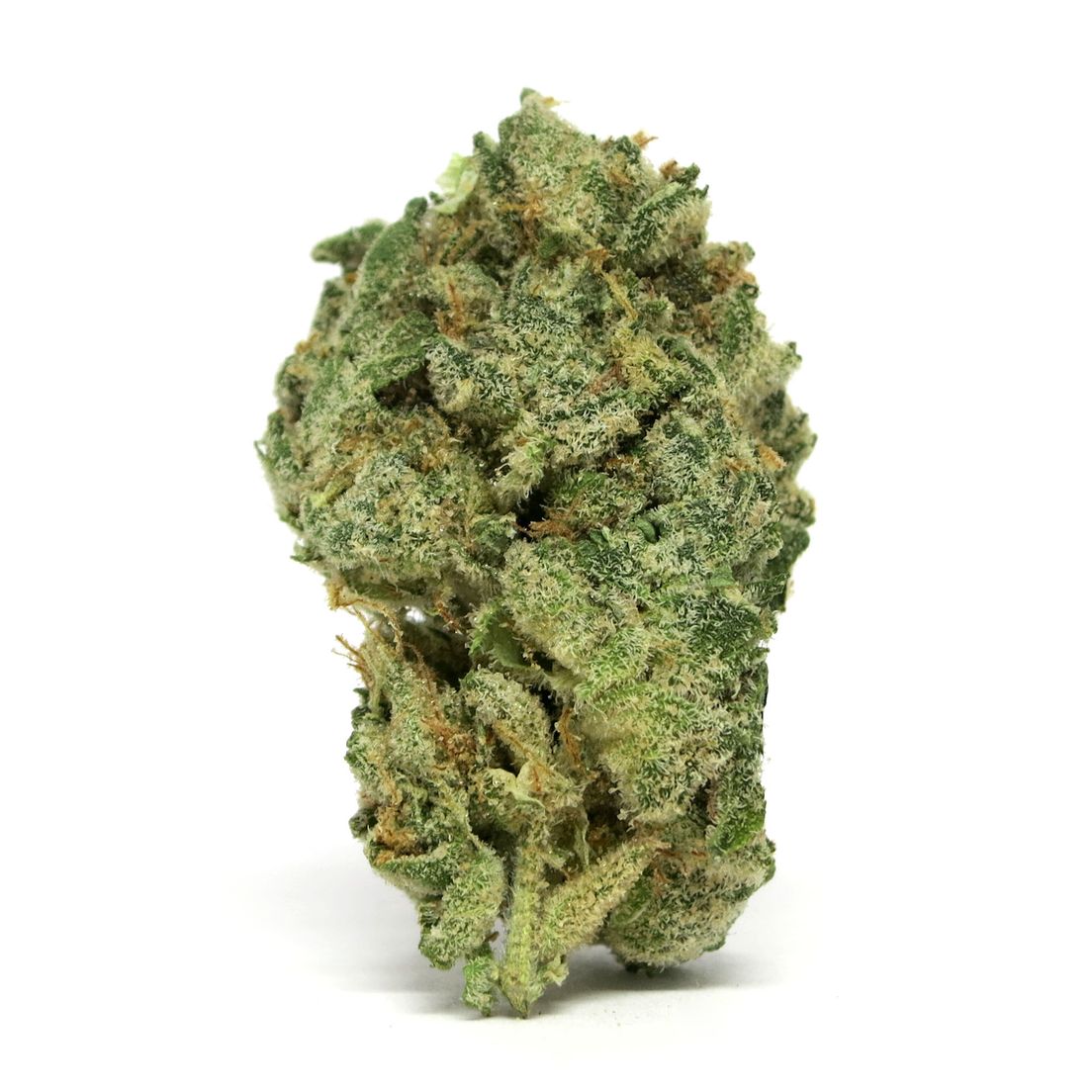 ANIMAL MINTS by The PLUG