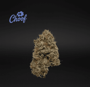 Choof (Cultivated by DC's Finest) | *69 - Flower | 3.5g | Hybrid