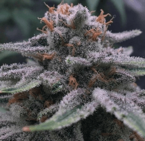 Purple Prince - Forbidden Blueprint, 3.5g