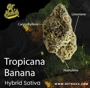 5th Leaf - Tropicana Banana 3.5g Units
