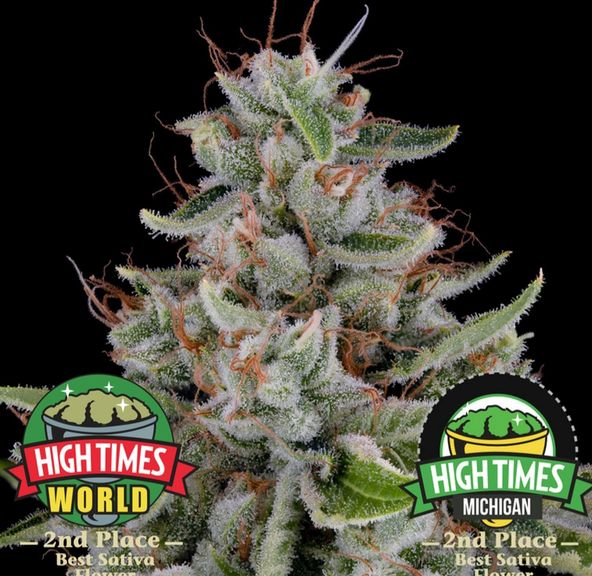 B. Cannabiotix 3.5g Flower - 10/10 - Bubble Gum