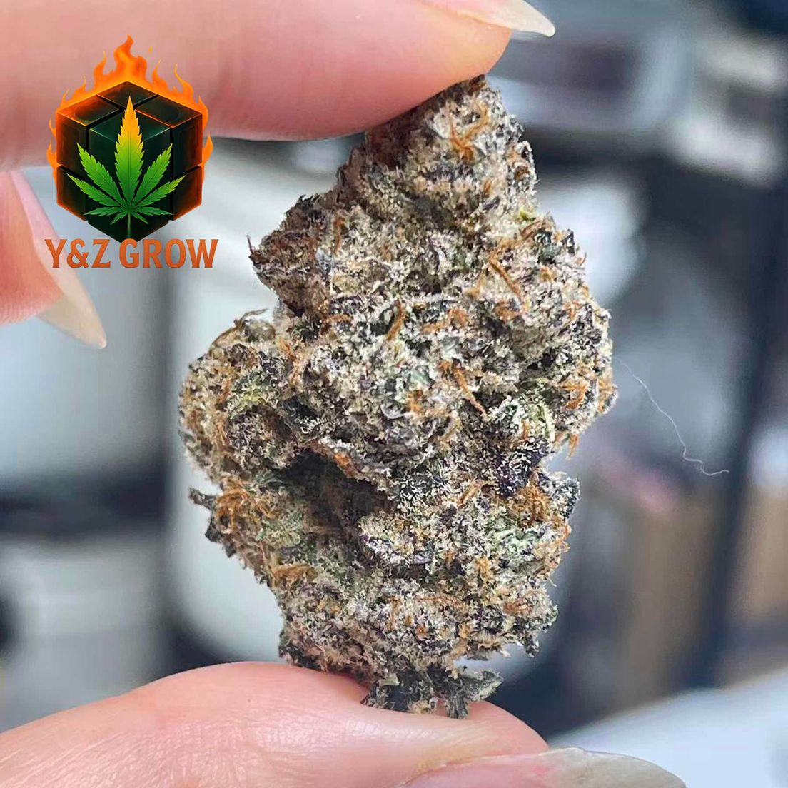 ? ? ?Lemon Cherry Gelato (Indica 60%)