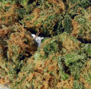 Kosher Tangie