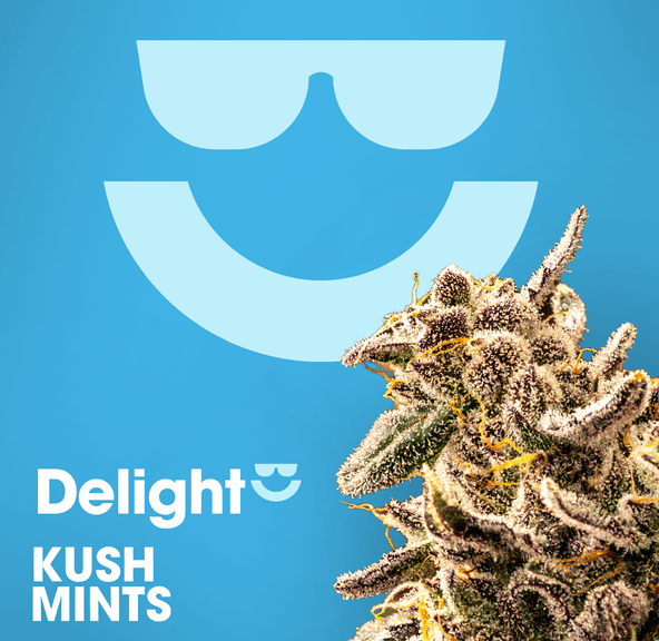 Delight | Kush Mintz | 1g Pre-Roll
