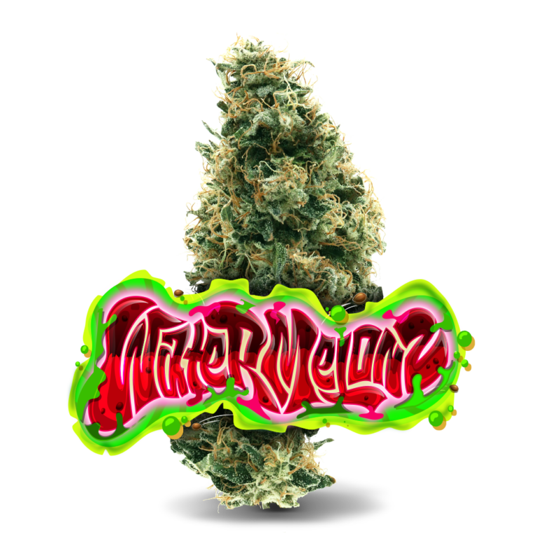 Jungle Boys - Watermelon Z - 3.5g