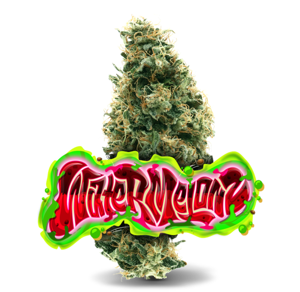 Jungle Boys - Watermelon Z - 3.5g