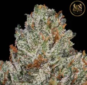 Maven genetic - Gelato Gas Gram 1.
