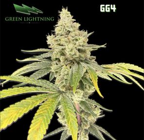 Green Lightning | GG4 | Smalls (3.5g)