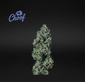 Choof (Cultivated by DC's Finest) | Lemon Skunk - Flower | 3.5g | Sativa-Hybrid