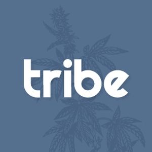 TRIBE SPLITS GARLIC GLUE BADDER - DRAGO SUGAR 2G