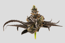 Unbound Flower - Illemonati, 3.5 grams