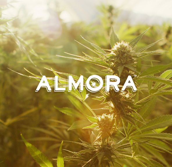 Almora Farm: 0.5g Pre Roll 14 pack: Platinum OG [I]