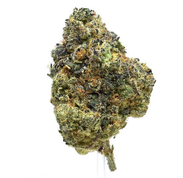 Candy Cane | NEW!