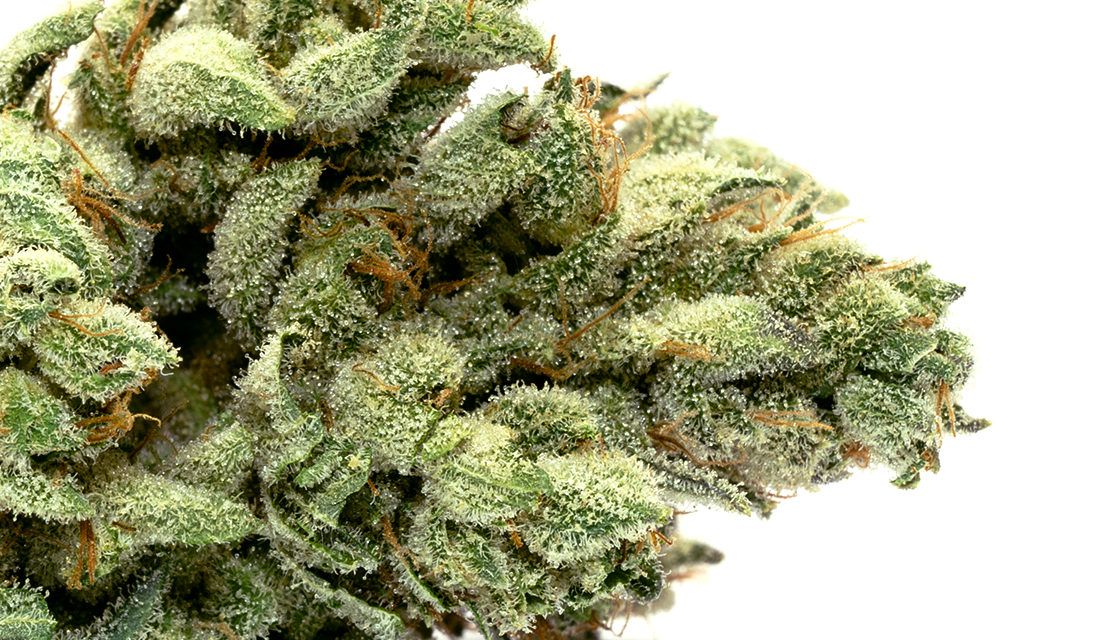 Sonoma Pacific - Gigi #4 3.5g
