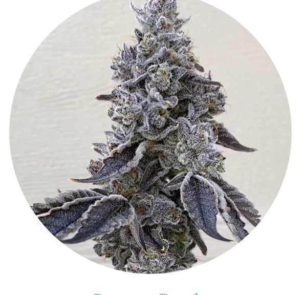 Brilliant Buds Banana Conda #4 3.5g