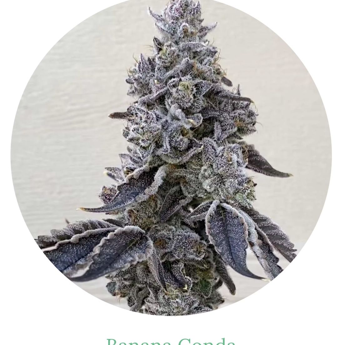 Brilliant Buds Banana Conda #4 3.5g